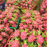 Outdoor Tropical Fruit Tree, Live Red Dragon Fruit Plant In 4 Inch Pot