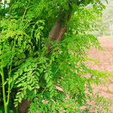 Live Moringa Oleifera Tree In 4 Inch Pot, Well Rooted Perennial Herb Plant