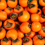 Cold Hardy Persimmon Fruit Tree, Live Plant Measuring 6-12 Inches Tall