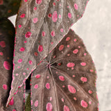 3 White Pink Spot Begonia Maculata Live Plants, Angel Wing, 5-9 Inches Tall