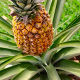 Live Pineapple Starter Plant, 5-8 Inches Tall, Growing In Patio Containers