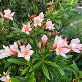 2 Live Salmon Oleander Plants, 5-7 Inch Flower Bushes For Landscaping Use