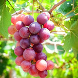 3 Red Grape Vine Plants, Live Climbing Vines, 5-9 Inches Tall For Trellis