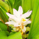 Live Curcuma Turmeric Plant, Yellow Root, 5-9 Inches Tall For Home Growing