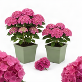2 Live Pink Hydrangea Shrubs, Large Blooms For Garden Planting, 4 Inch Pot