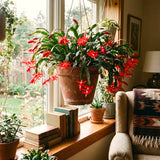Live Red Easter Cactus, 4-6 Inch Houseplant For Indoor Decor And Patios