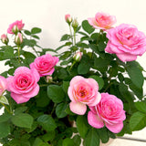 Live Pink Rose Bush, 5-8 Inch Heirloom Shrub For Containers And Borders