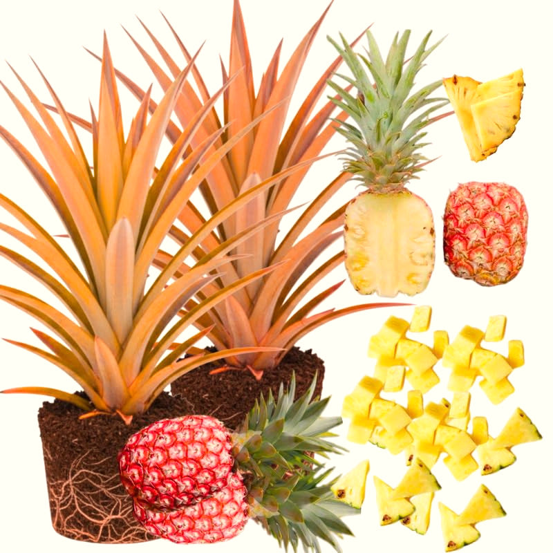 2 Live Florida Special Pineapple Plants, 4-6 Inch, Patio Container Garden