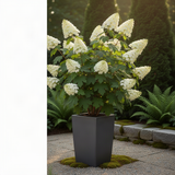 Oakleaf Hydrangea Live Plant, Hardy Flowering Shrub Tree, 6-12 Inches Tall