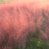 2 Live Pink Muhly Grass Plants, 5-9 Inch Tall For Indoor Outdoor Planting