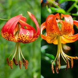 5 Live Orange Tiger Lily Bulbs, Turks Cap Perennial Flowers For Garden
