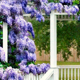 Live Blue Wisteria Plant, 2.5-Inch Pot, 6-12 Inches Tall Climbing Vine