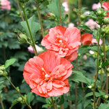 2 Live Red Rose Of Sharon Shrubs, 1-2 Ft Tall, Flowering Garden Plants
