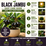 Live Jamun Fruit Tree Plant, Black Jambu, 1 Gallon Pot, 14-18 Inches Tall