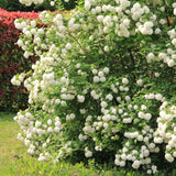 2 Live White Snowball Viburnum Shrubs, 8-10 Inch Garden Starter Plants