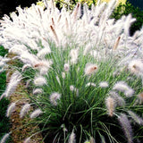 2 Live Fountain Grass Plants, 5-9 Inches Tall With Deep Burgundy Foliage
