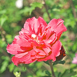 2 Live Red Rose Of Sharon Shrubs, 1-2 Ft Tall, Flowering Garden Plants