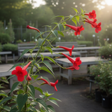2 Live Red Honeysuckle Plants, 8-12 Inch Flowering Vines For Planting Tall