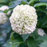 White Flowering Viburnum Live Shrub, 8-10 Inch Potted Snowball Bush Plant