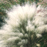 2 Live White Muhly Grass Plants, 5-9 Inch Perennial For Garden Borders