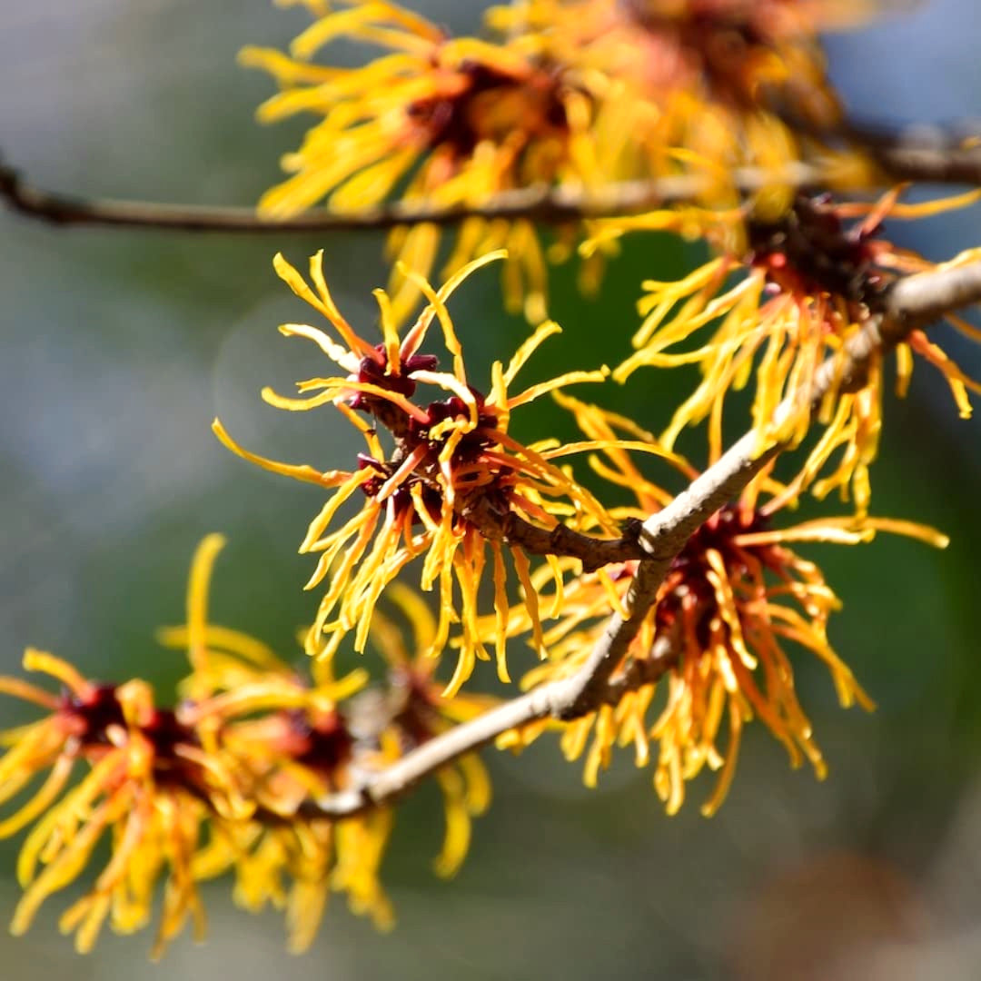 Live Yellow Witch Hazel Tree, Autumn-Flowering Patio Shrub, A Quart Pot