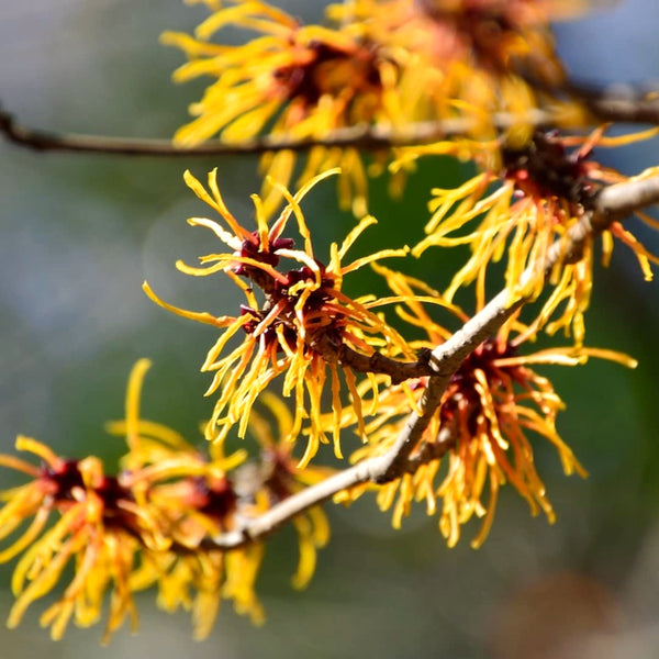 Live Yellow Witch Hazel Tree, Autumn-Flowering Patio Shrub, A Quart Pot