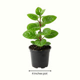 Live Malabar Spinach Plant, Half Gallon Pot, 6-10 Inches Tall For Gardens