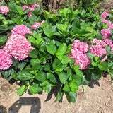 Blue Hydrangea Live Shrub, Well-Rooted 5-10 Inch Flower Bush, Dormant Tree