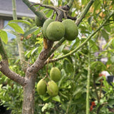 Live Green June Plum Tree, 2-3 Ft Tall, Tropical Fruit For Outdoor Gardens
