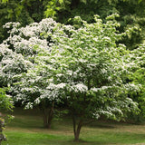 Live White Kousa Dogwood Tree, Spring-Flowering Plant For Landscape Use
