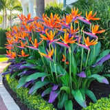 2 Strelitzia Reginae Live Plants, Orange Bird Of Paradise, 5-9 Inches Tall