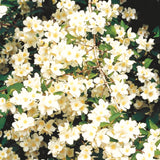 Live Mock Orange Shrub In Pot, Fragrant White Flowers For Outdoor Gardens