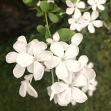 3 White Plumbago Starter Plants, Live 4-7 Inch Flowering Shrubs For Pots