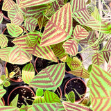 2 Live Christia Obcordata Plants, Patterned Triangular Leaves, 4-8 In Tall