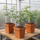 Live Moringa Oleifera Tree In 4 Inch Pot, Hardy Tropical Perennial Herb