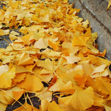 Live Ginkgo Tree, 6-12 Inch Hardy Ornamental Plant For Garden Or Patio Use