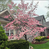 Deciduous Pink Dogwood Tree, Spring Blooms For Landscapes, 2.5 Inch Pot