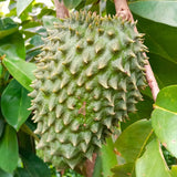 Live Soursop Guanabana Orchard Tree, Tropical Fruit Plant, 5-9 Inches Tall