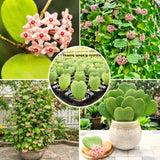Green Hoya Kerrii Live Succulent Plant, 4-6 Inches Tall, Indoor Decor.