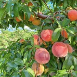 Live Peach Fruit Tree In 1 Gallon Pot, 20-26 Inches Tall For Home Gardens