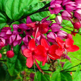 2 Live Bleeding Heart Vine Plants, Red Purple Blooms, Indoor Or Outdoor