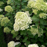 2 Lime Hydrangea Live Bushes, Bare Root Plants For Gardens, 1-2 Ft Tall