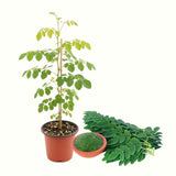 Live Moringa Oleifera Tree In 4 Inch Pot, Dwarf Perennial For Planting
