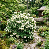 Live Japanese Viburnum Shrub, 2.5��� Pot For Outdoor Hedges And Landscaping