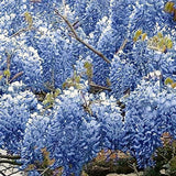 Live Blue Wisteria Tree And Vine Plant, 10-12 Inches Tall In A 2.5-Inch Pot