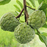 Live Atemoya Fruit Tree Plant In Gallon Pot, Sugar Apple Cross, 2-3 Ft Tall