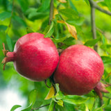 Live Red Pomegranate Tree, 6-10 Inches Tall, Outdoor Perennial Fruit Plant