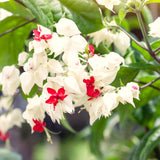 4 White Bleeding Heart Live Vine Plants, 5-10 Inches Tall, Bell Blooms