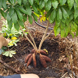 5 Cassava Yuca Cuttings, 5-7 Inch Stems For Outdoor Vegetable Garden Beds