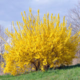 Live Lynwood Gold Forsythia Shrub, 6-13 Inch Yellow Outdoor Landscape Plant
